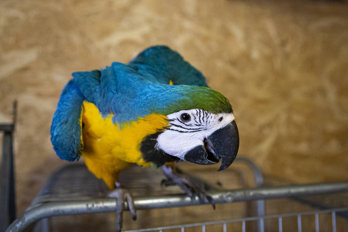 Inside Bambi Zoo: A young animal lover's sanctuary in Sarajevo