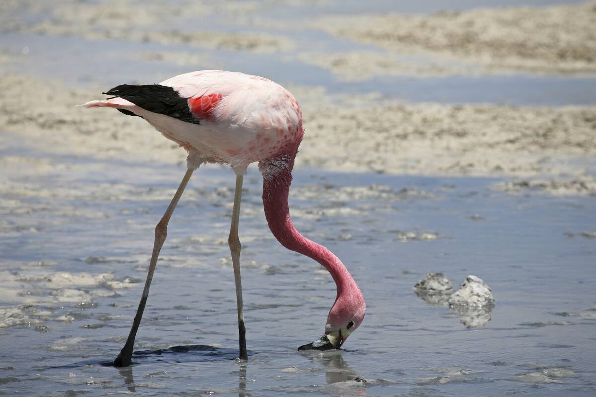 James's Flamingo (Phoenicoparrus jamesi) sifting mud in shallow water at the salt lake Laguna Hedionda, Altiplano, Bolivia