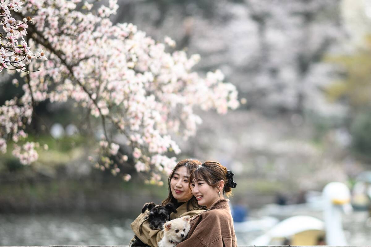 JAPAN-WEATHER-CHERRY BLOSSOMS