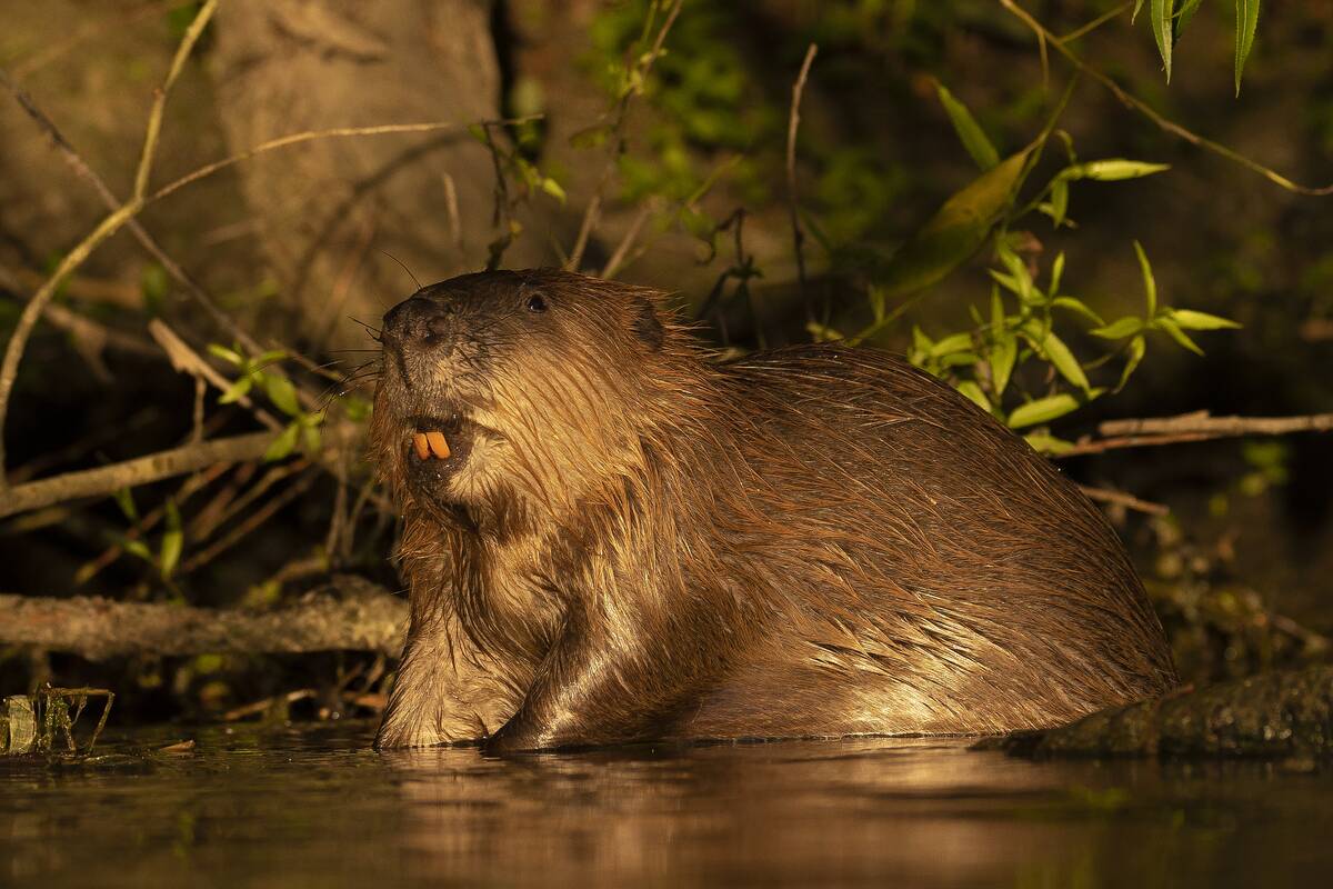 Kents Wild Beavers Raise Concerns Amongst Farming Community
