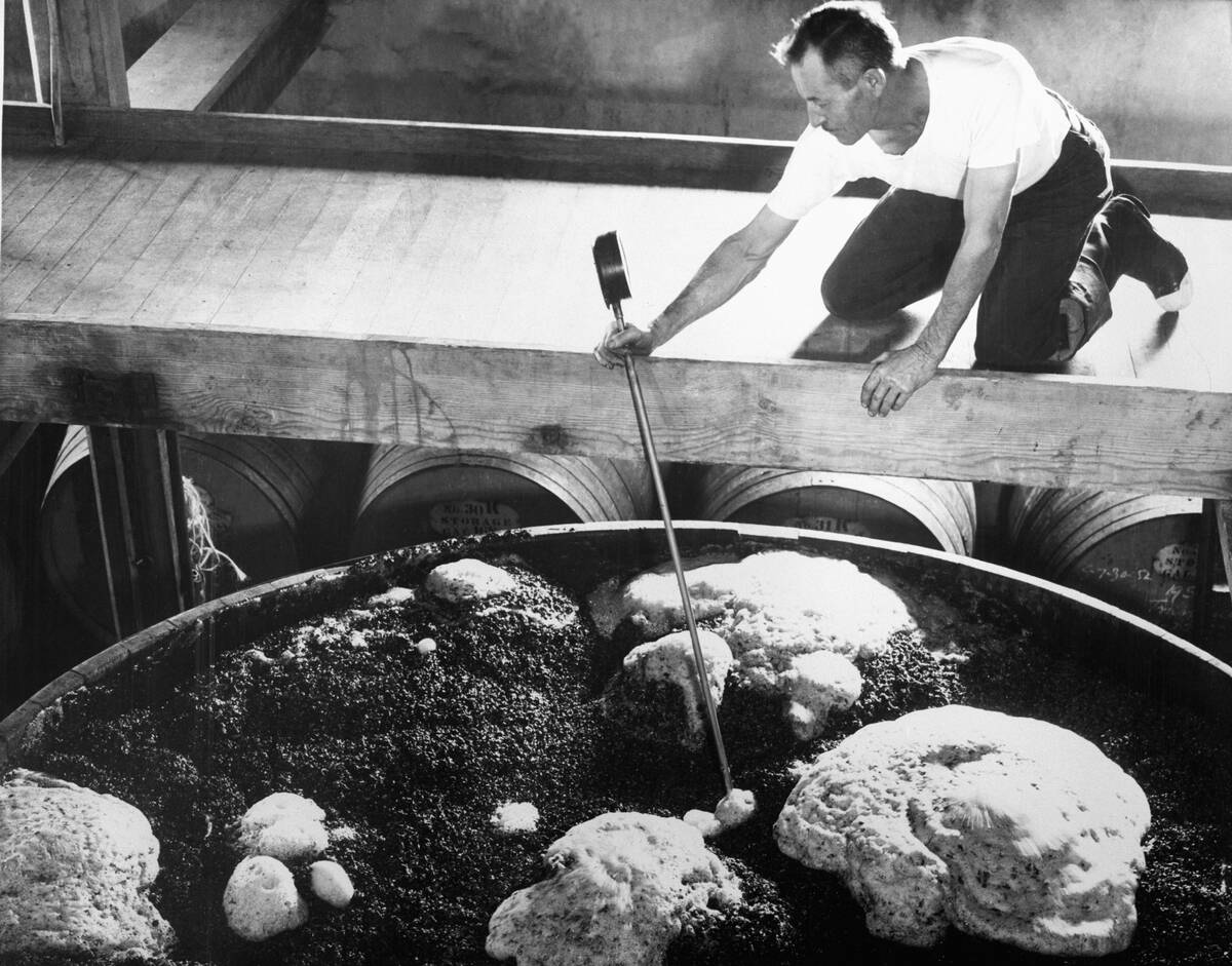 Man Checking Wine Fermentation Tank