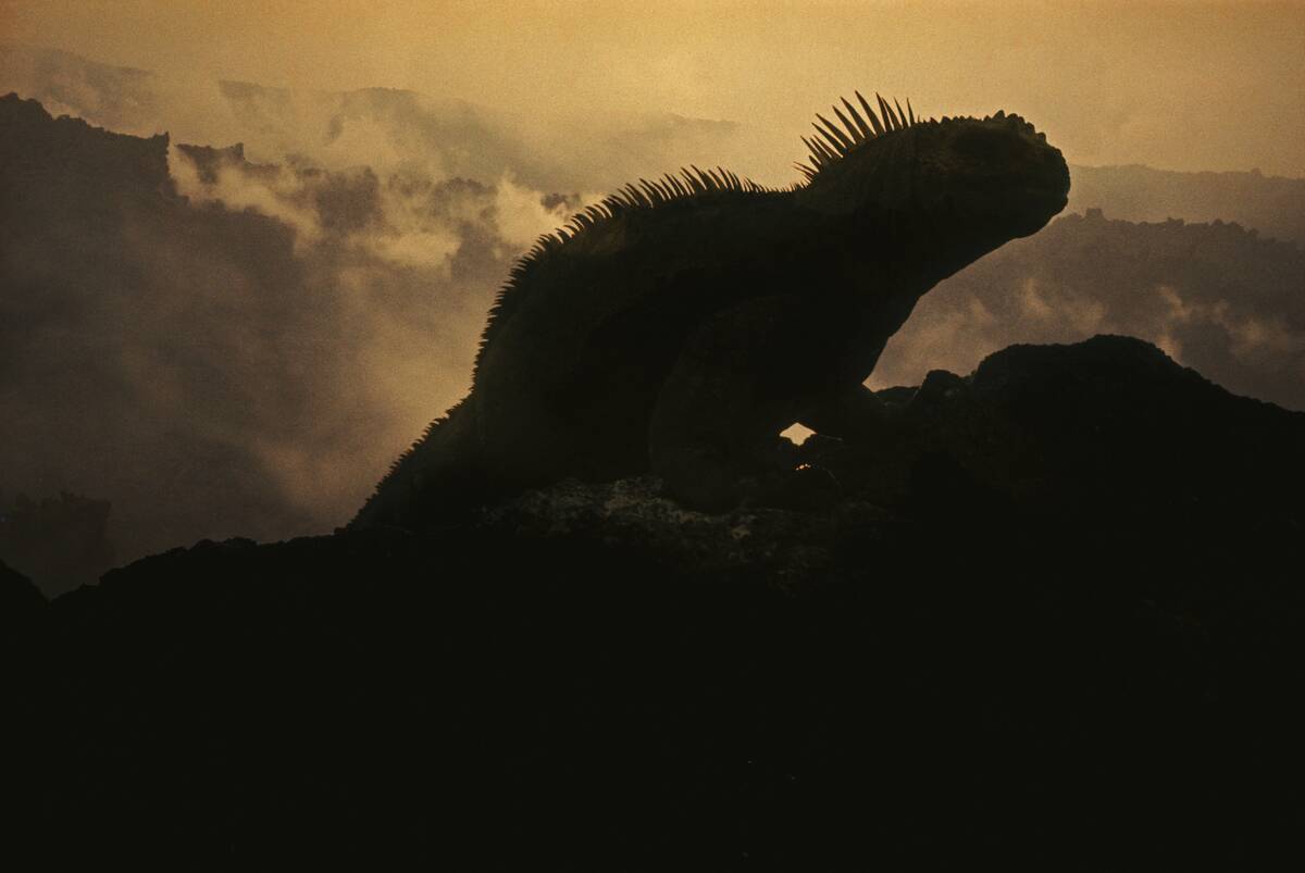 Menacing Silhouette