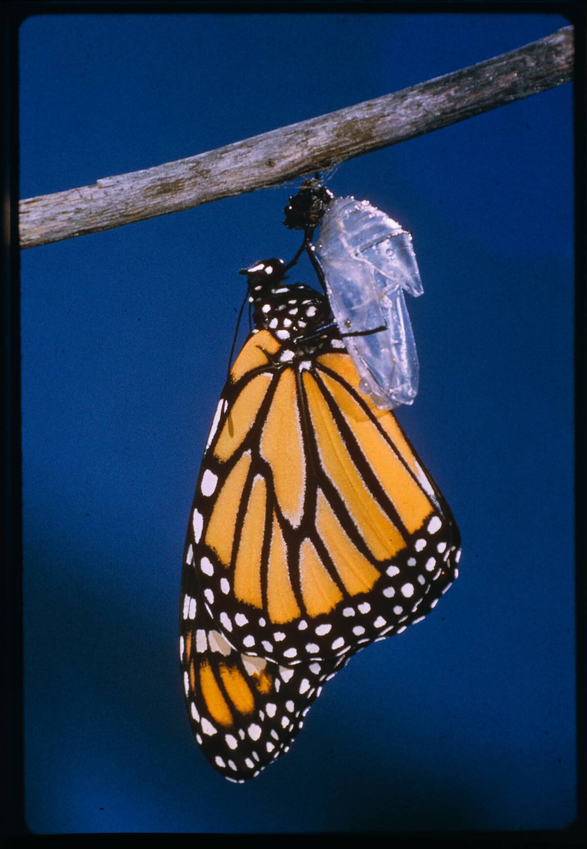 Monarch Butterfly Emerging from Cocoon