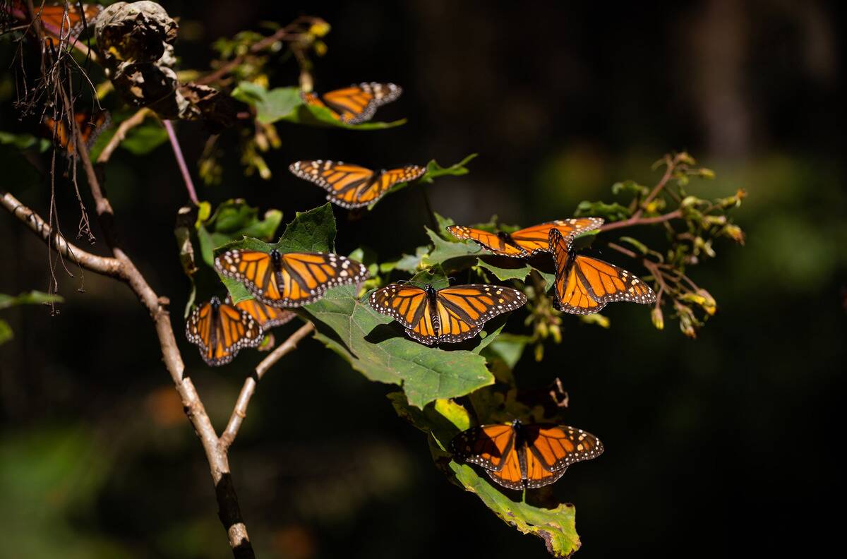 Monarch Butterfly Migration in Mexico