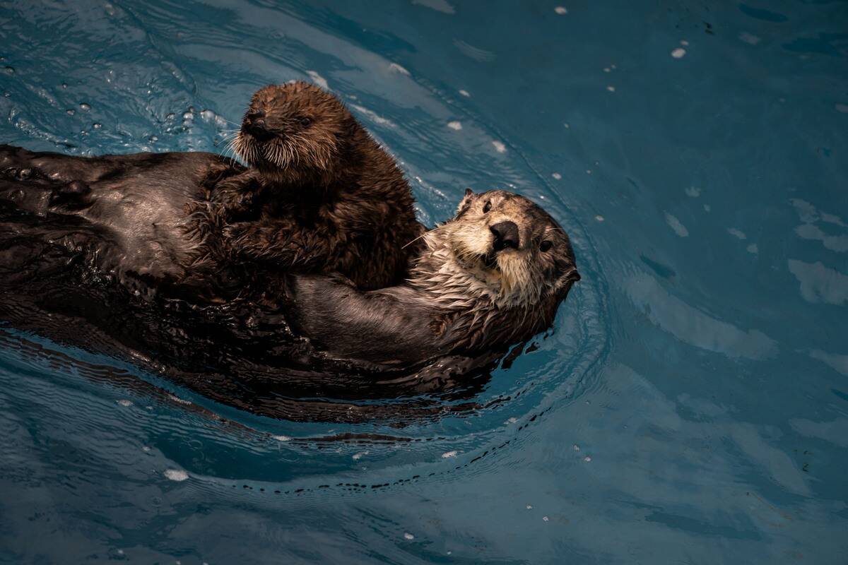 MONTEREY, CALIFORNIA - JULY 18, 2023: Surrogate sea otter mothe