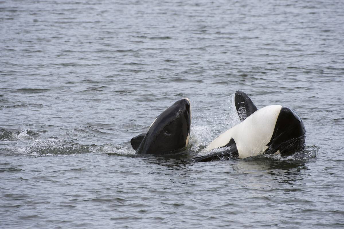 Mother Orca (Killer whale) with baby off Wrangell Island, in...