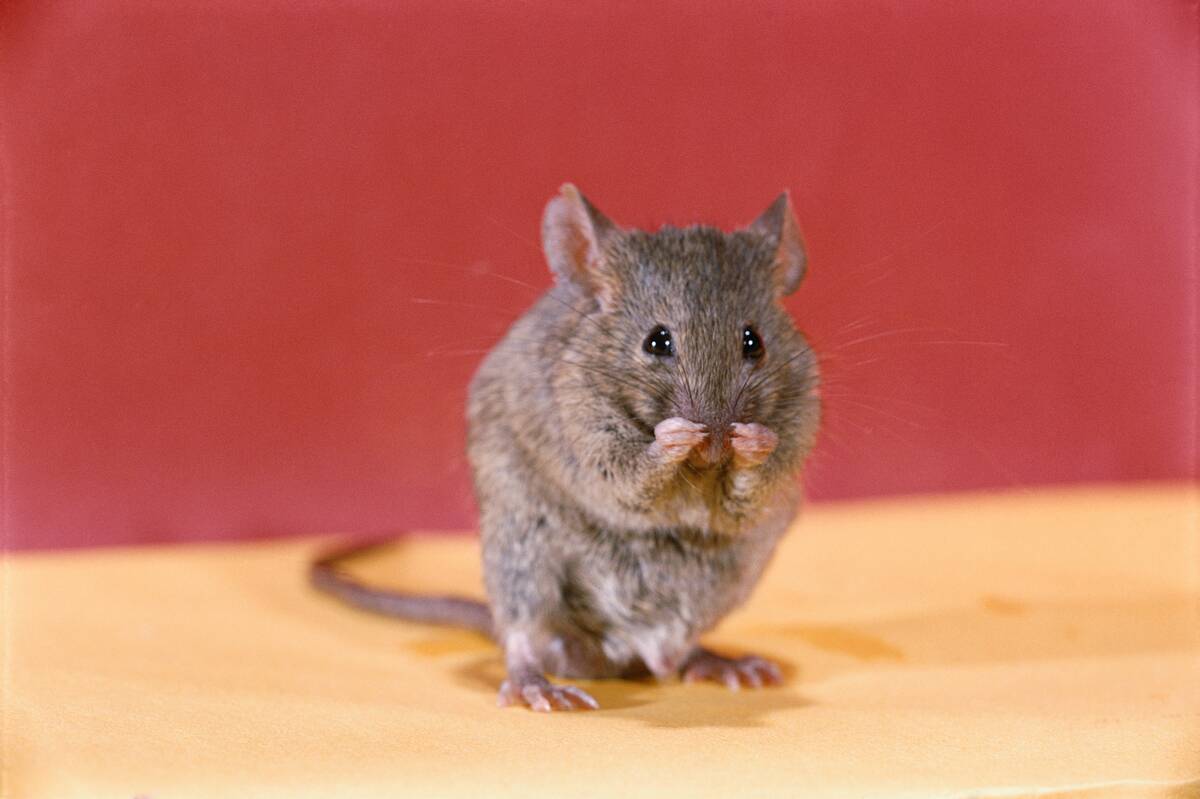 Mouse Grooming Itself