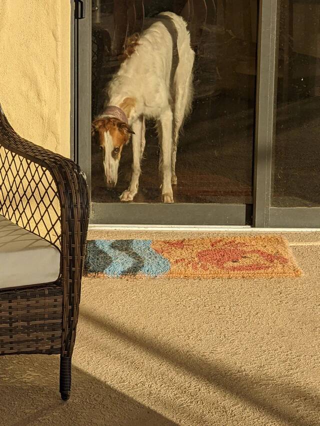 my-dog-kinda-looks-like-an-oil-painting-in-this-photo-v0-68inzhy5y72f1