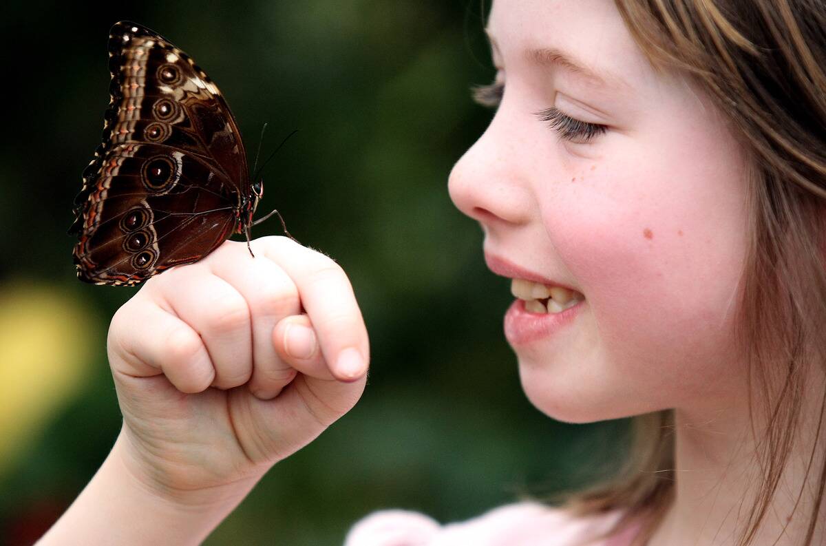Natural History Museum Launch Their New Butterfly Explorer Exhibition