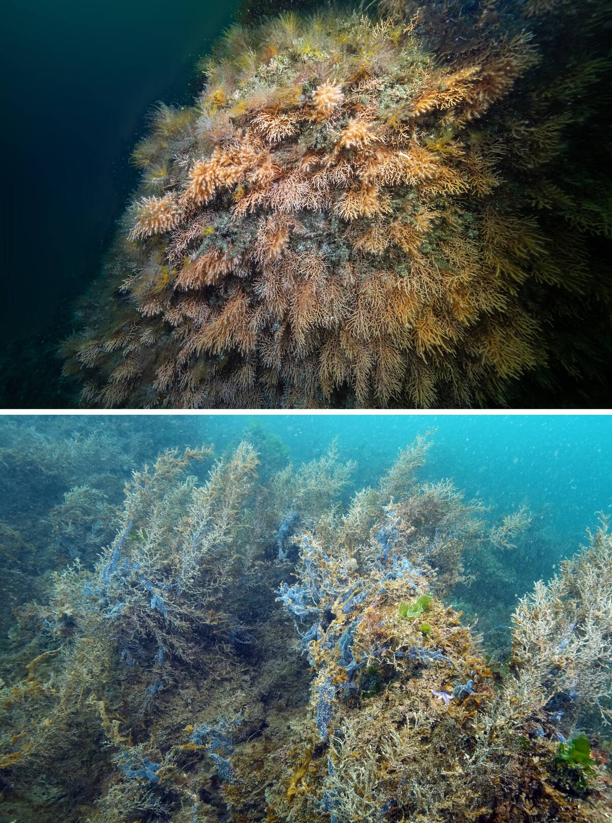 Negative effects of mucilage in the depths of Buyukada and Sivriada of Istanbul