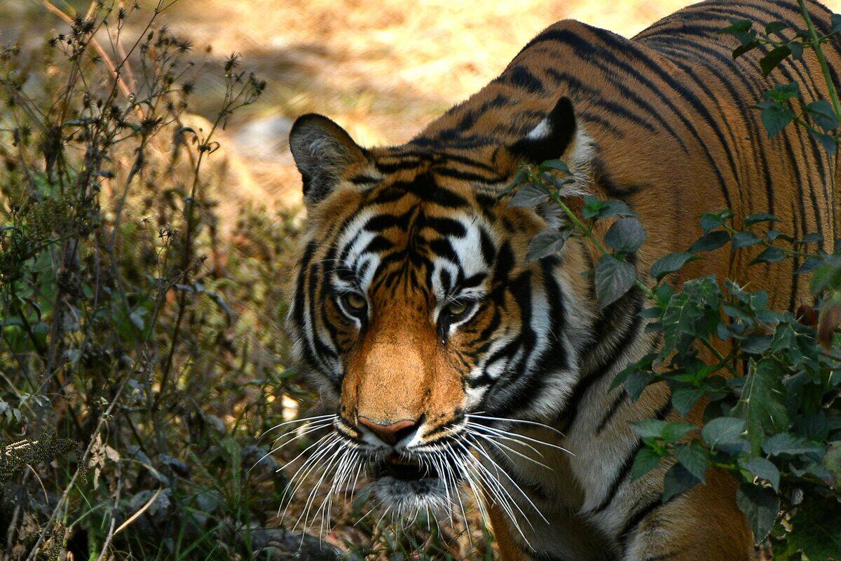NEPAL-ENVIRONMENT-CONSERVATION-TIGER
