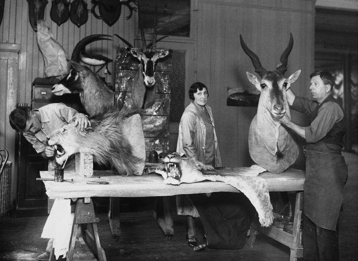 New York Taxidermist