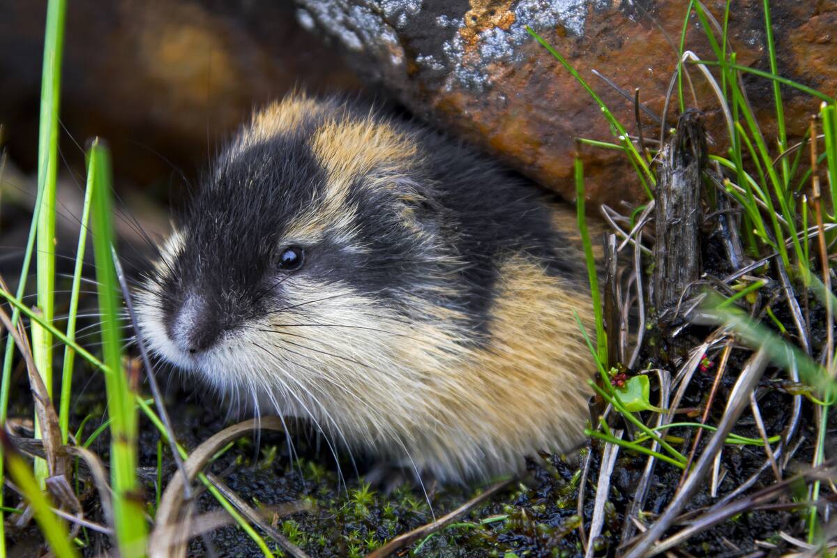 Norway lemming (Lemmus lemmus) leaving burrow under rock on the tundra, Lapland, Sweden