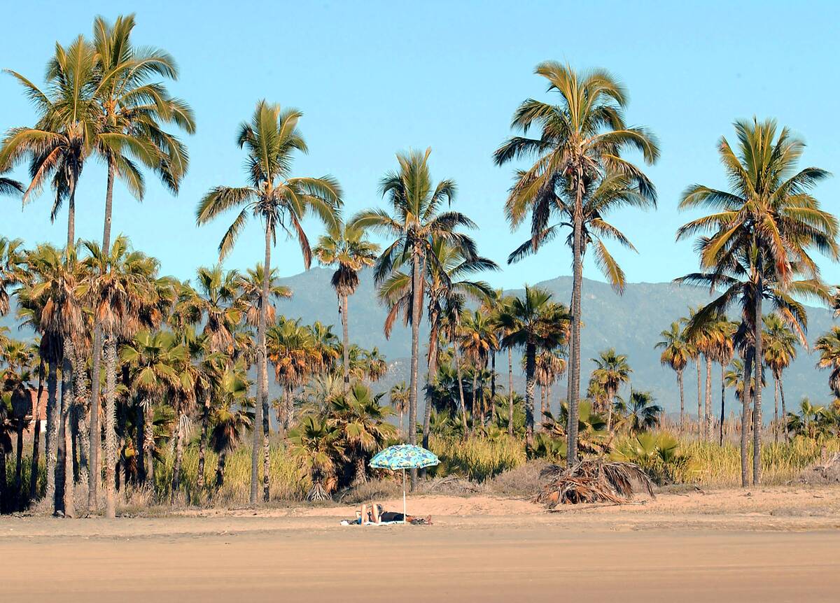 Oasis of Palm Trees in B.C, Mexico