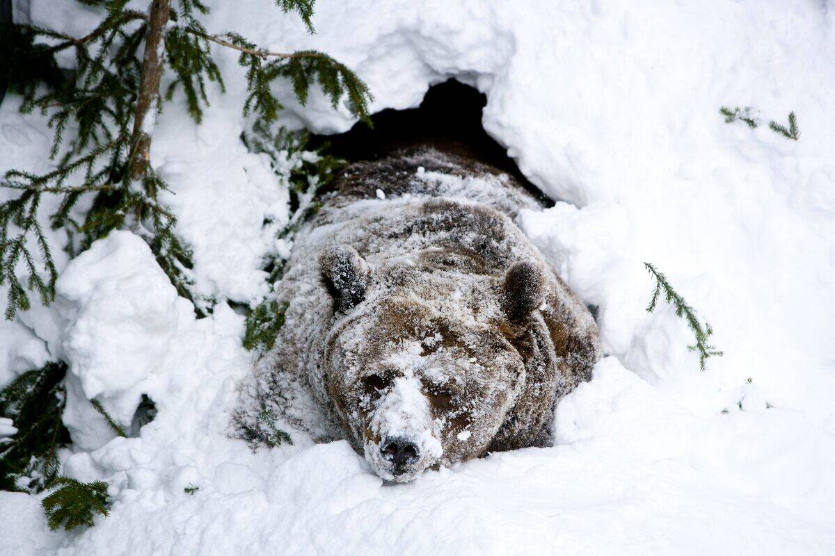 Palle-Jooseppi, a male brown bear of Ran