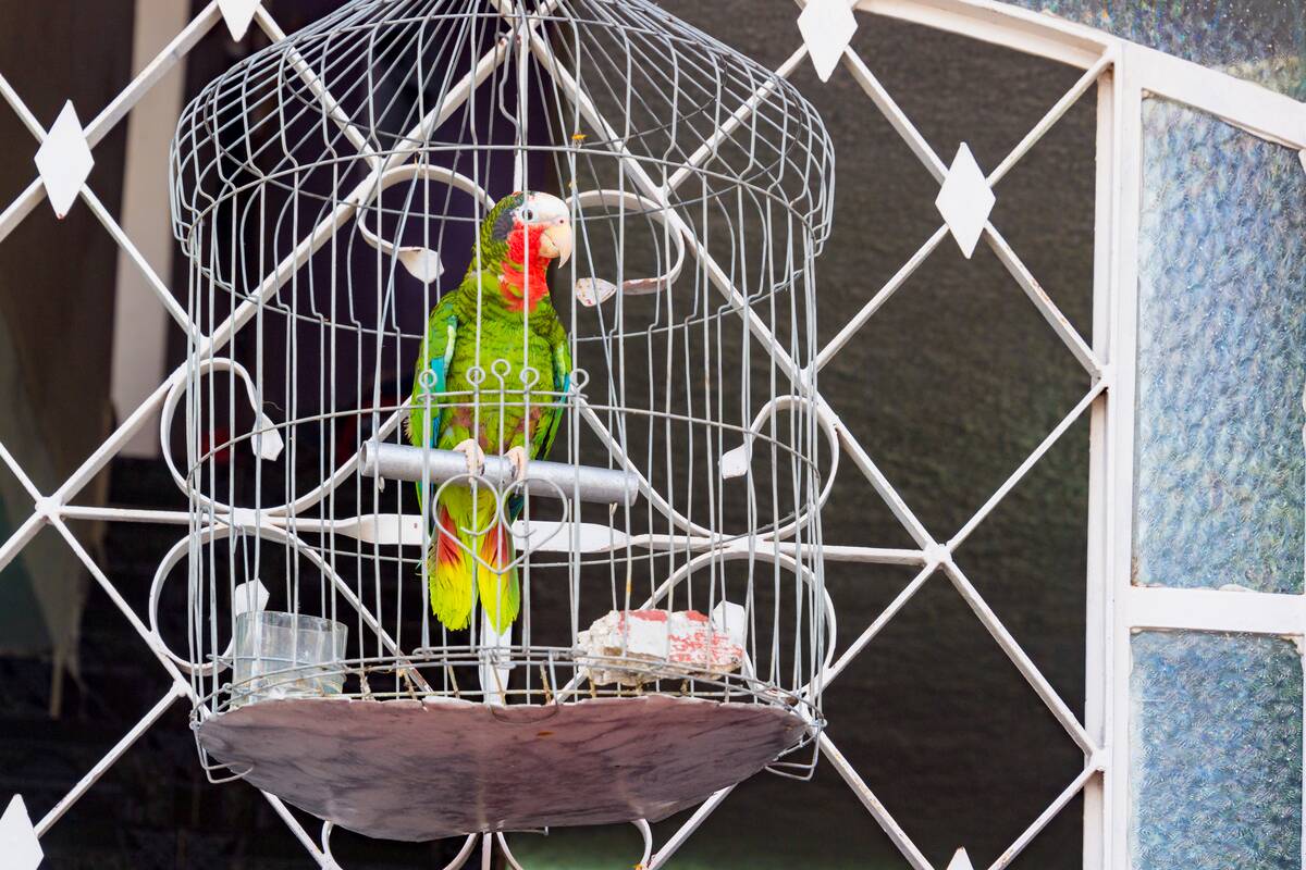 Parrot pet in cage hanging on a house window. Cuban...