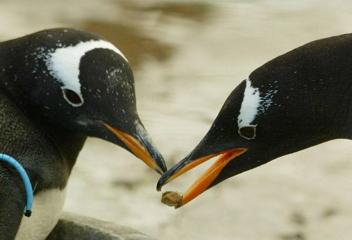Penguins in Edinburgh Zoo