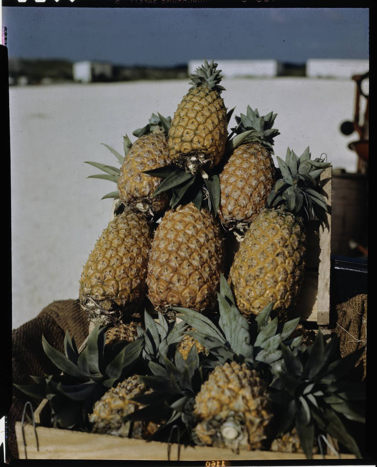 Pineapples Awaiting Shipping