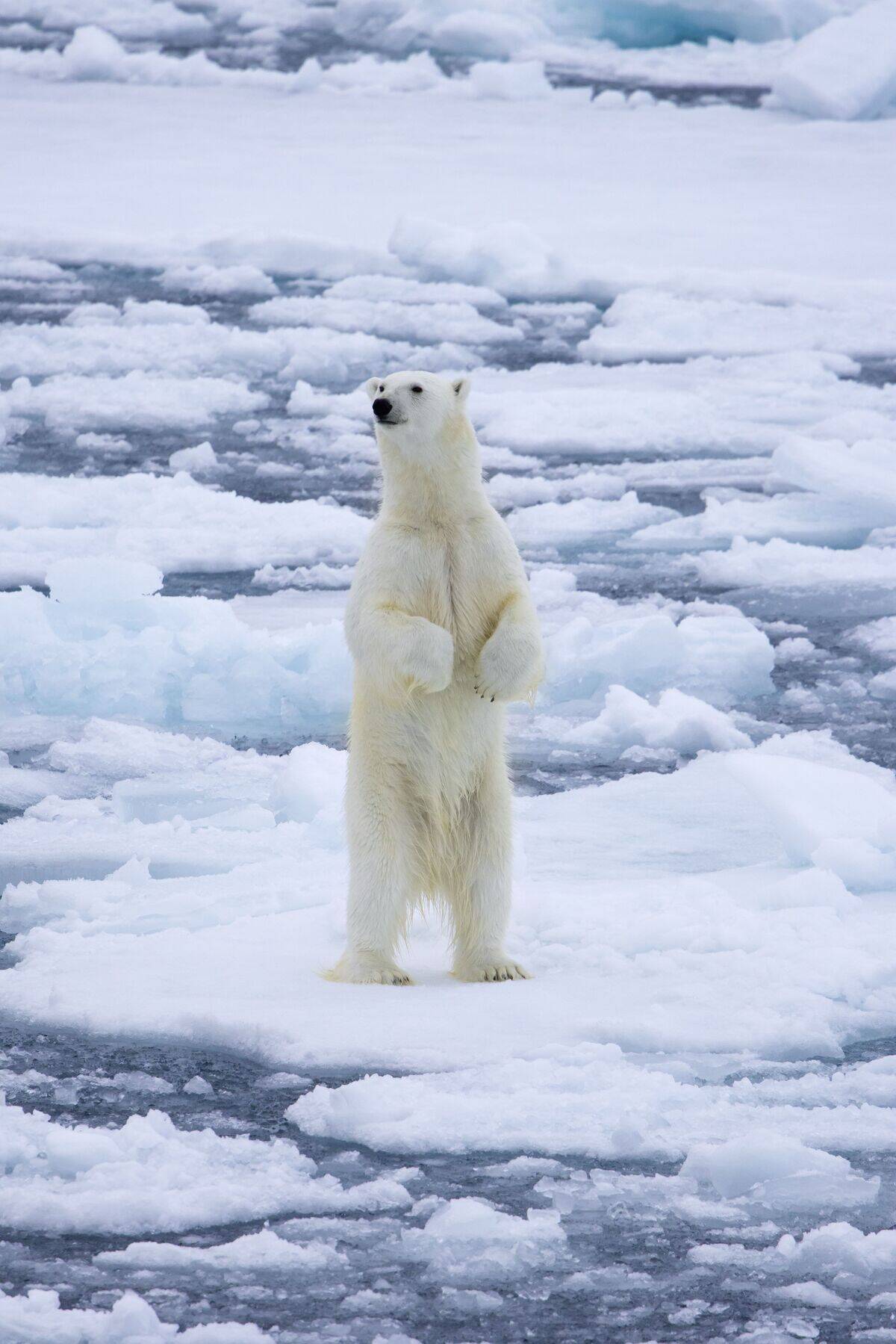 Polar bear standing upright to smell scent on drift ice