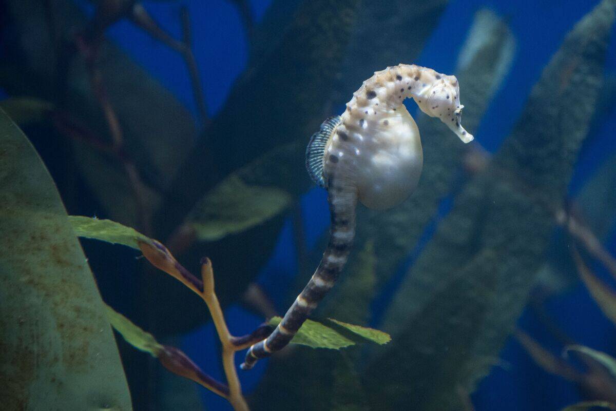 Pregnant sea horse, Audubon Aquarium, New Orleans