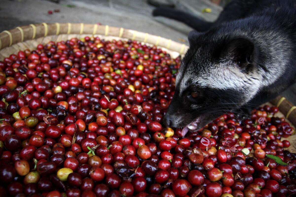 Production Of The World's Most Expensive Coffee Thrives In Indonesia