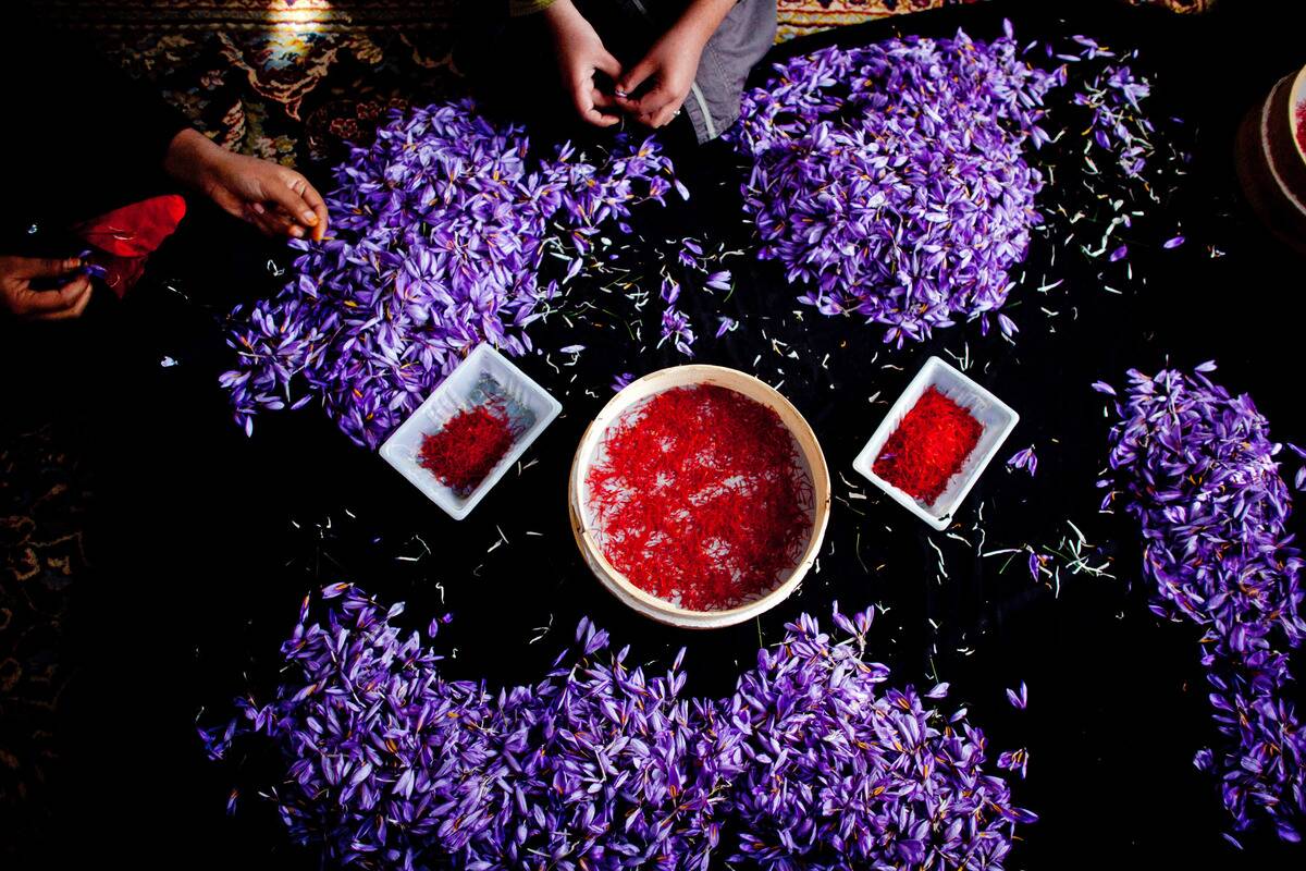 Saffron Harvested in Herat