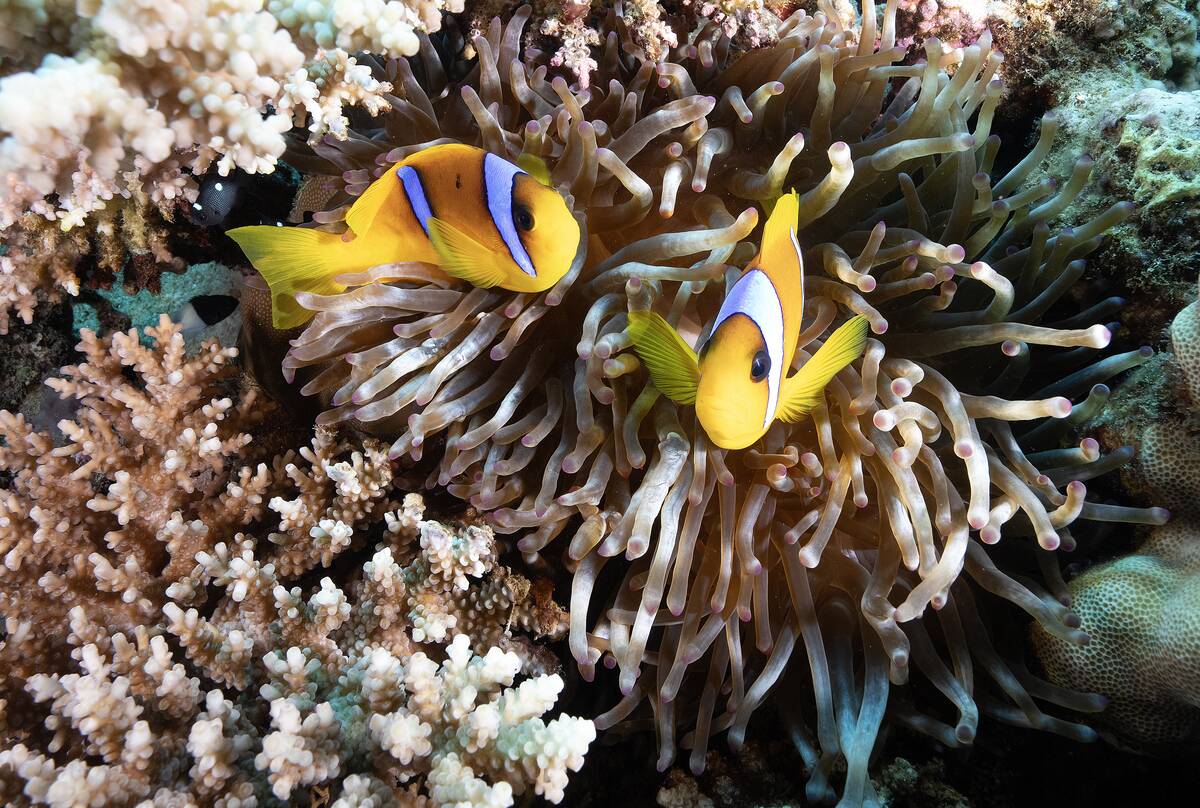 Saint John's Reef in southern Egypt attracts diving enthusiasts