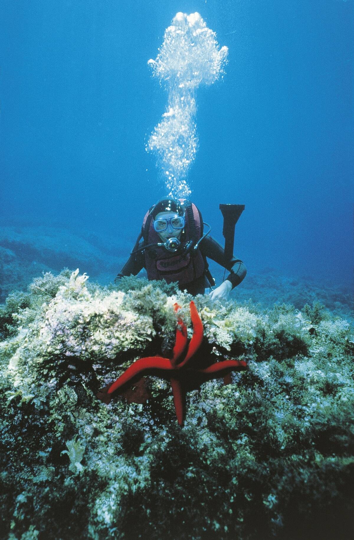 Scuba diver observing starfish on ocean floor