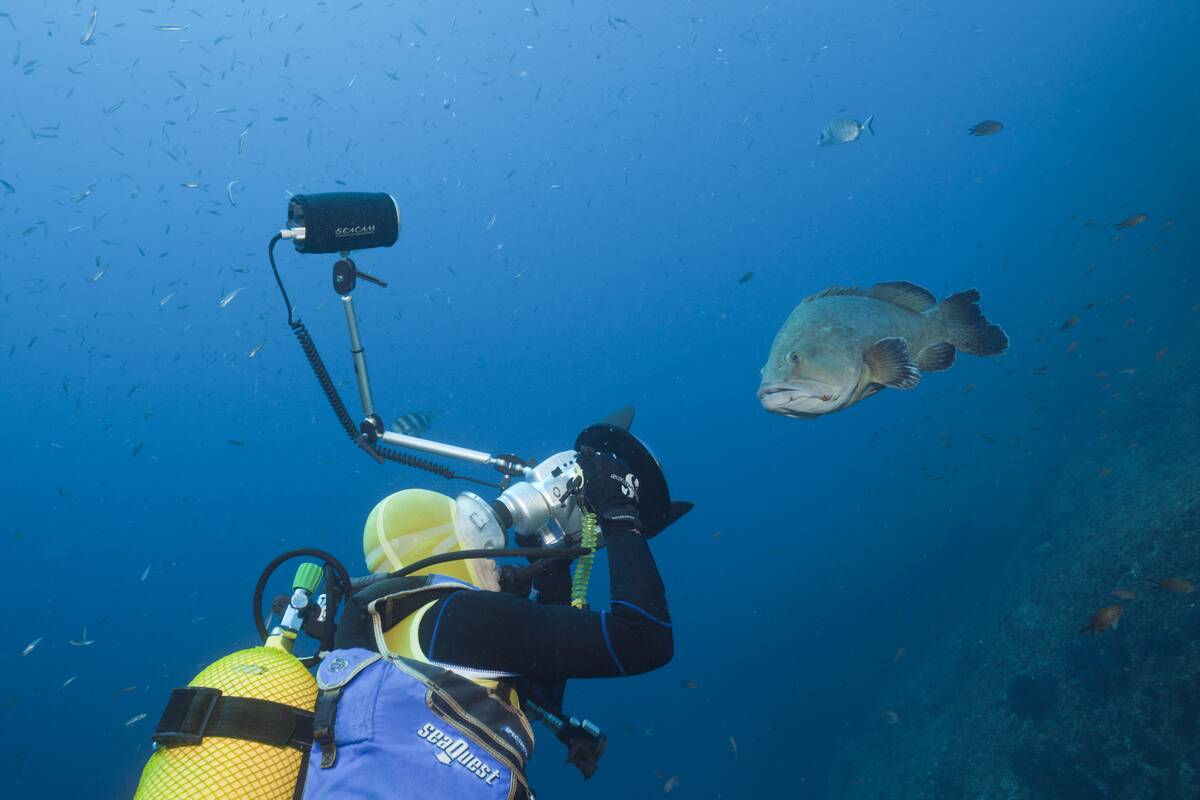 Scuba Diver takes Picture from Dusky Grouper, Epinephelus marginatus, Carall Bernat, Medes Islands, Costa Brava, Mediterranean Sea, Spain