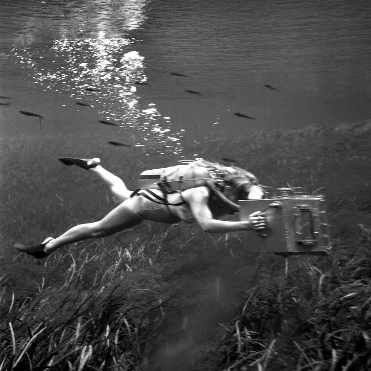Submarine Shutterbugs