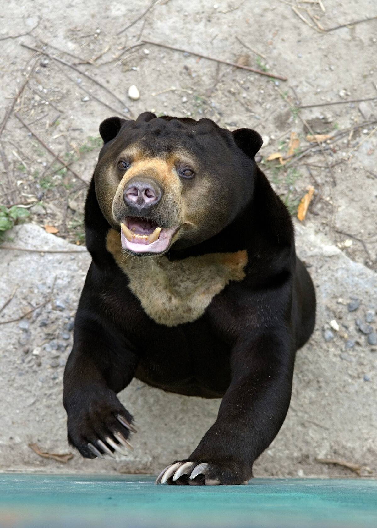 Sun Bear (Helarctos Malayanus) at the Kao Look Chang...