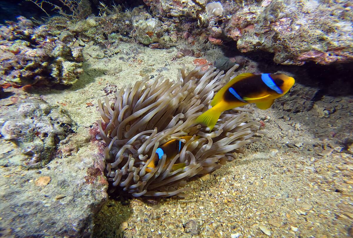 Sunken British cargo ship 'Thistlegorm' reveals World War II history in Red Sea