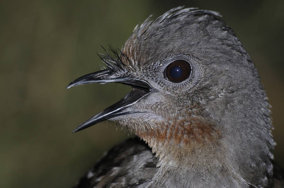 SUPERB LYREBIRD (MENURA NOVAEHOLLANDIAE), NEW SOUTH WALES, AUSTRALIA