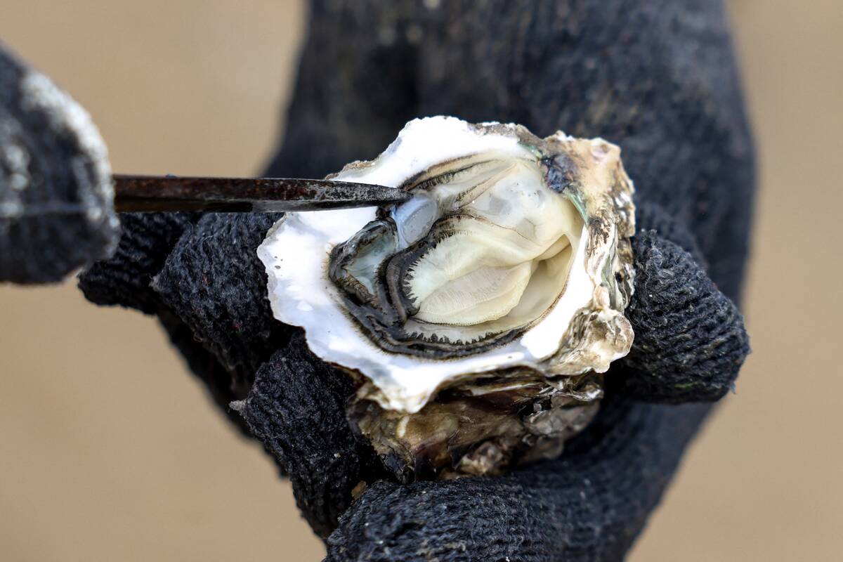 TAIWAN-CHINA-POLITICS-AQUACULTURE-OYSTER