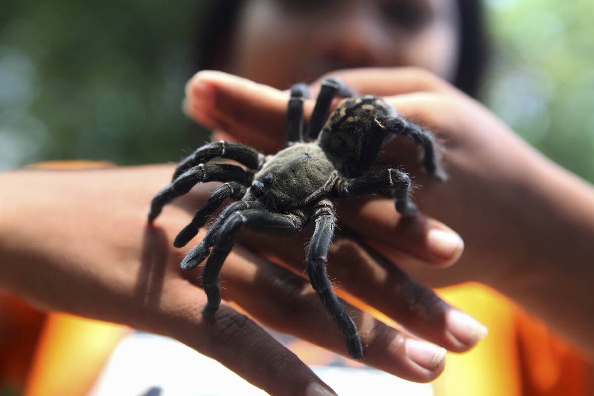Tarantula Hunting In Cambodia