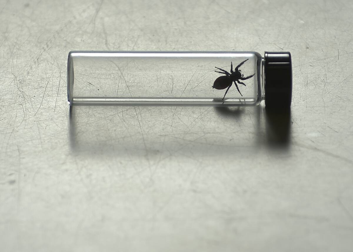 The First Spider To Live In Space And Return To Earth Is Retiring At The Museum Of Natural History In D.C.