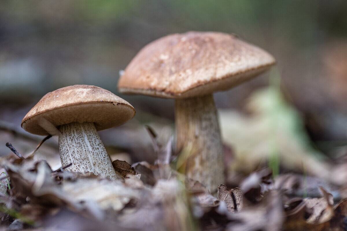 The mushroom season begins