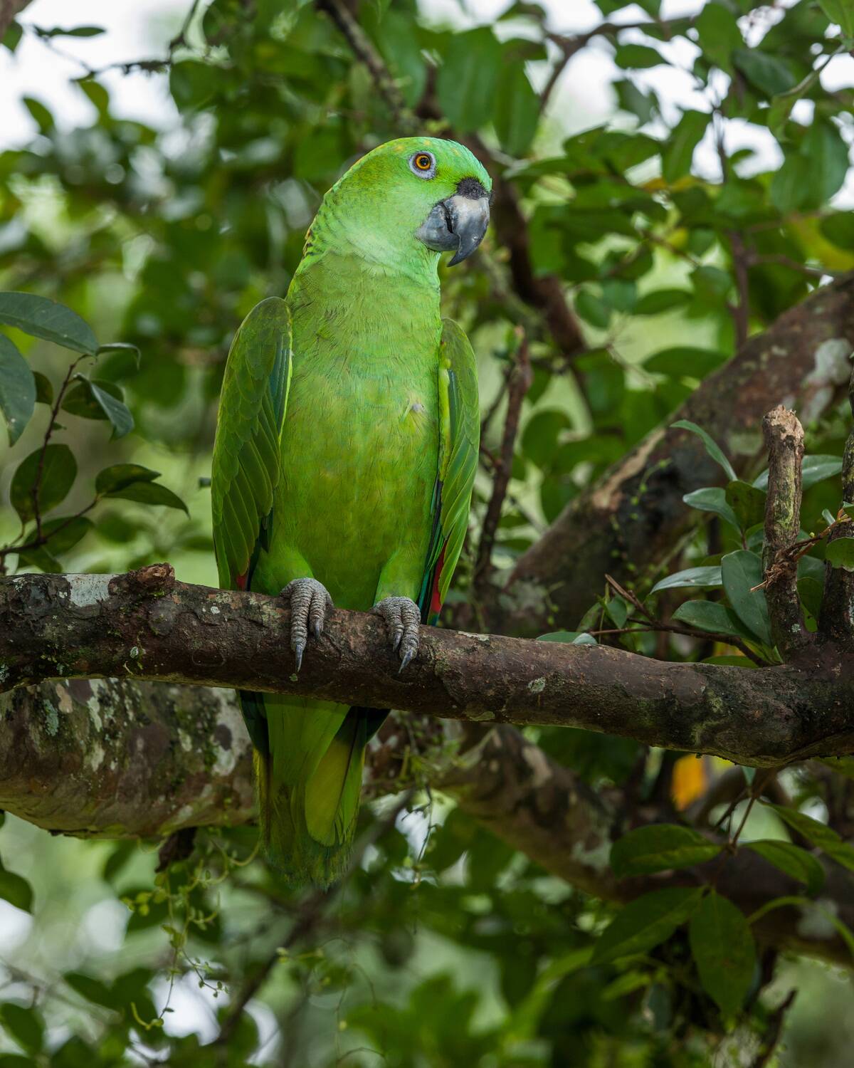 The Yellow-naped Amazon or Yellow-naped Parrot in Costa Rica.