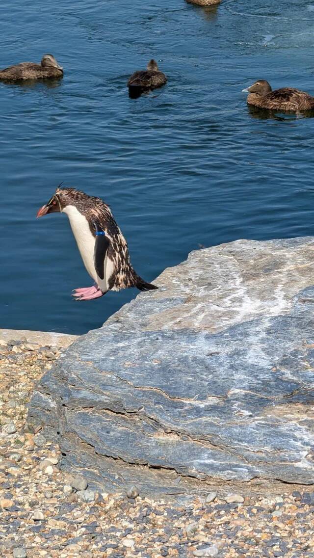 this-penguin-i-photographed-at-the-zoo-yesterday-v0-52nu2mlyimif1