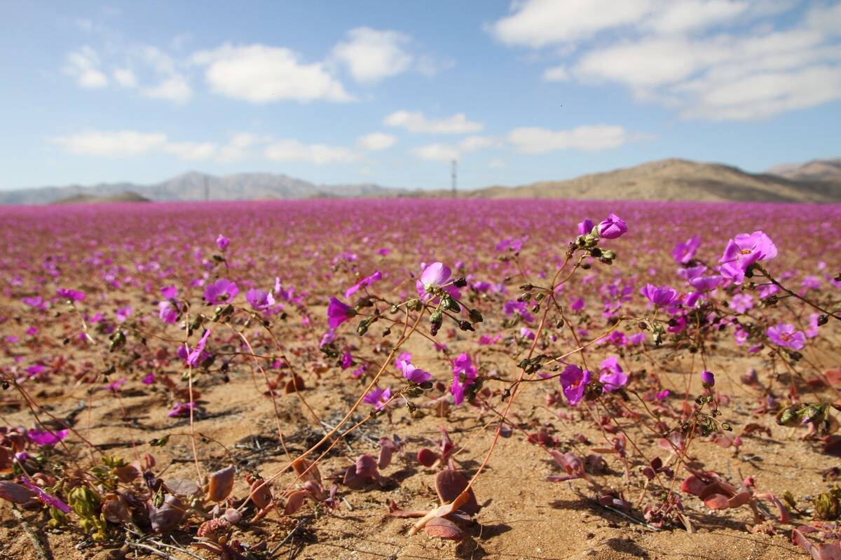 TOPSHOT-CHILE-ENVIRONMENT-CLIMATE-DESERT-FLOWERING