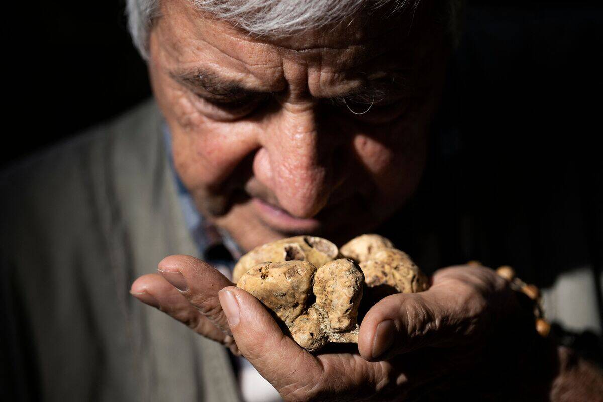 TOPSHOT-ITALY-AGRICULTURE-ECONOMY-TRUFFLE
