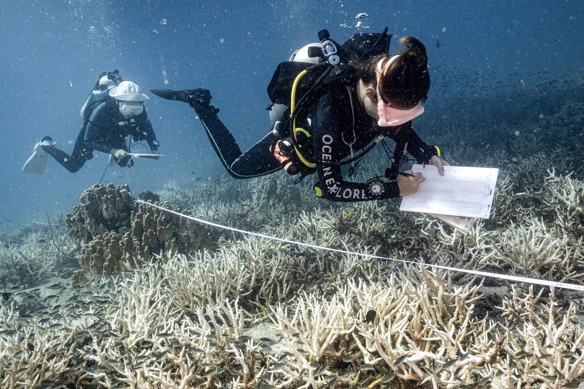 TOPSHOT-THAILAND-OCEANS-CONSERVATION-CORAL