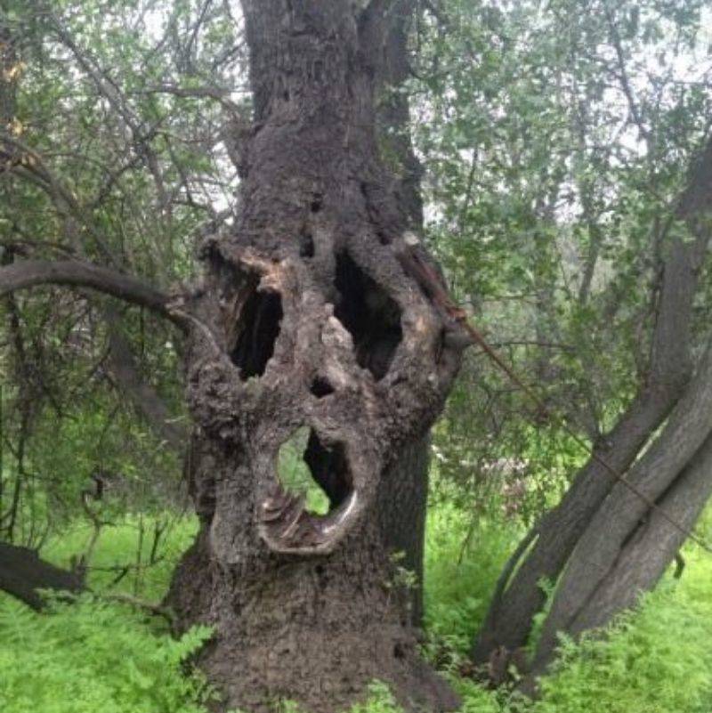 a tree that looks like it has a scary face