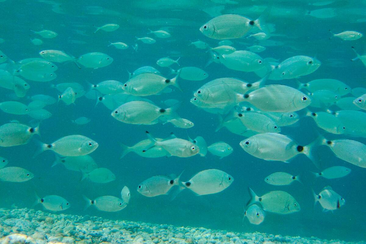 Underwater Shots In Tropea, Italy