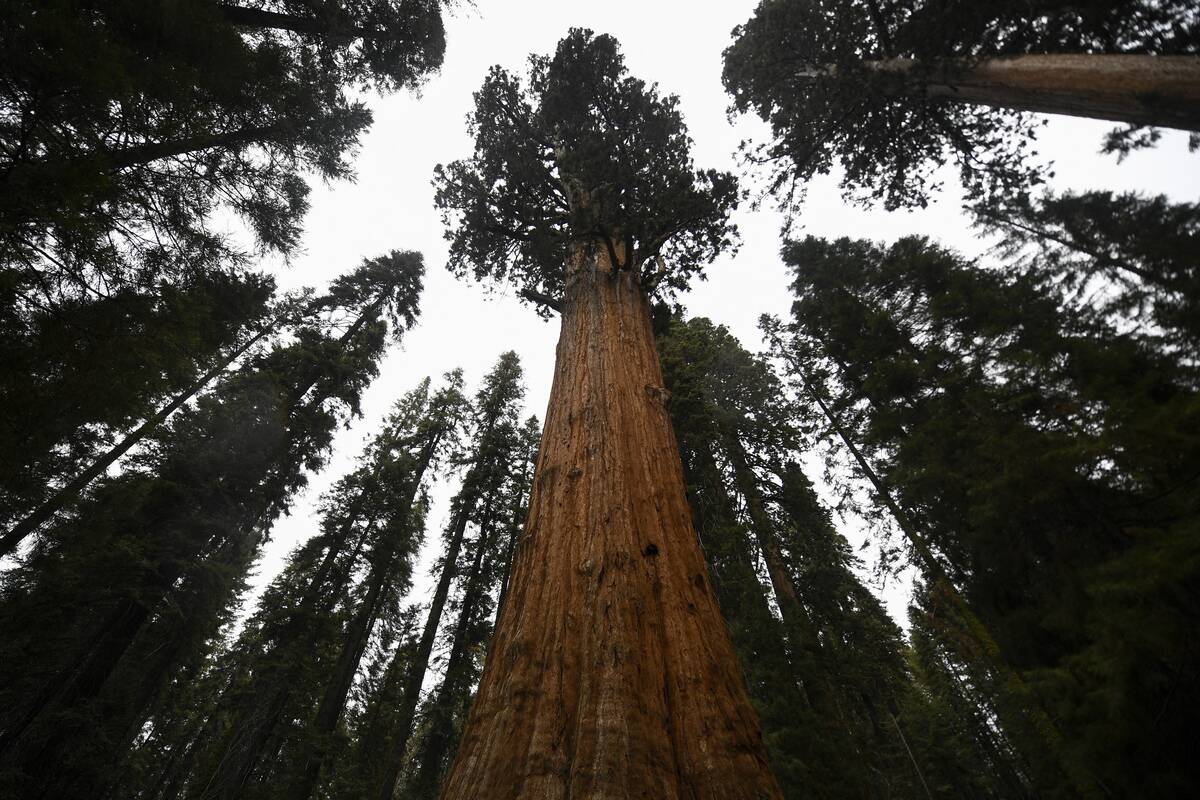 US-CLIMATE-FIRE-CALIFORNIA-SEQUOIA