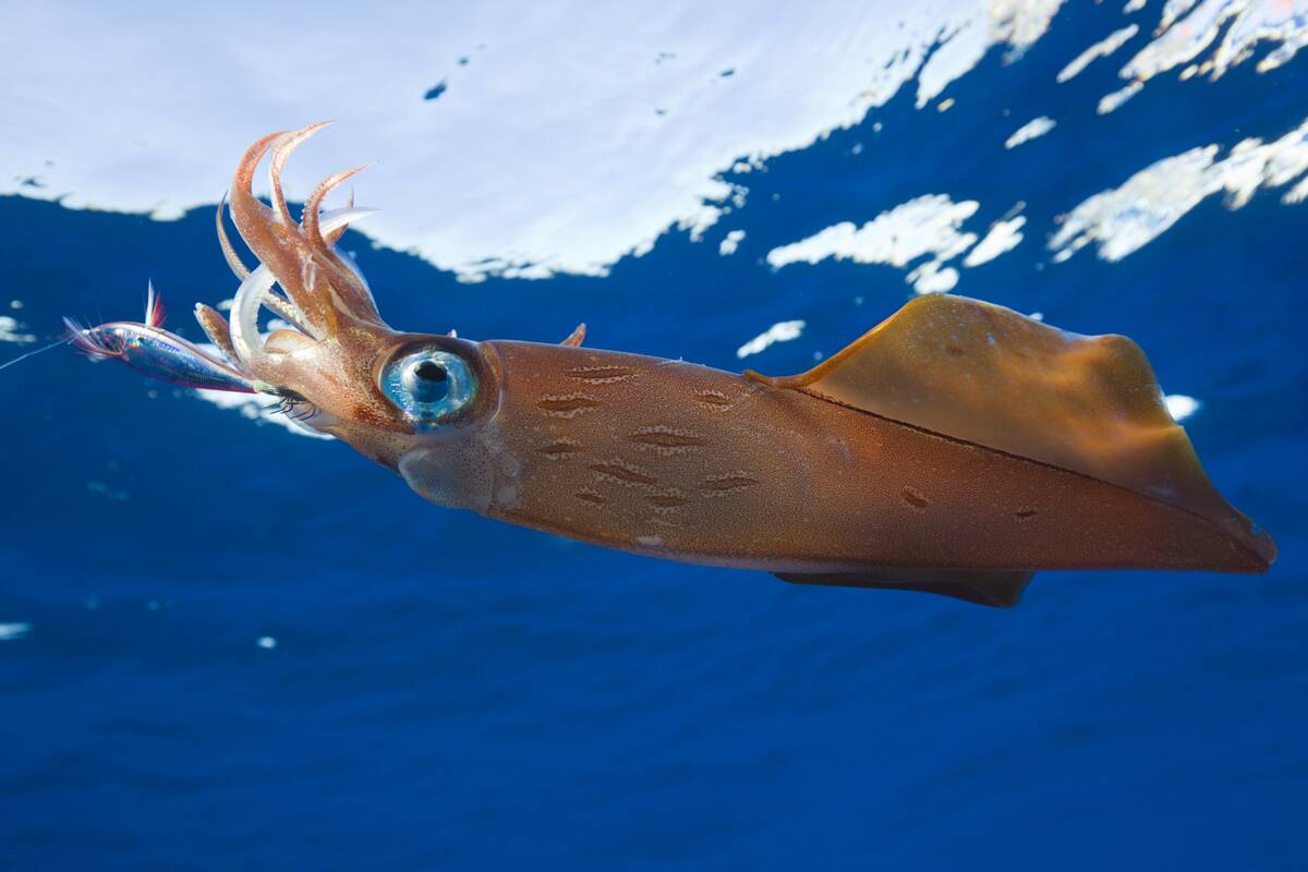 Veined Kalmar on Fish Hook, Loligo forbesi, Azores, Atlantic Ocean, Portugal