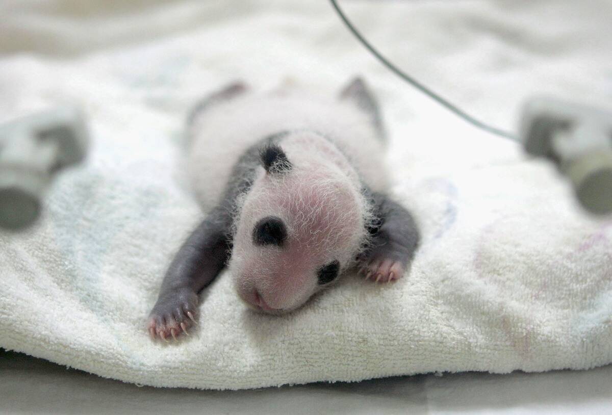 Veterinarians Care Panda At The Wolong Giant Panda Bear Research Center