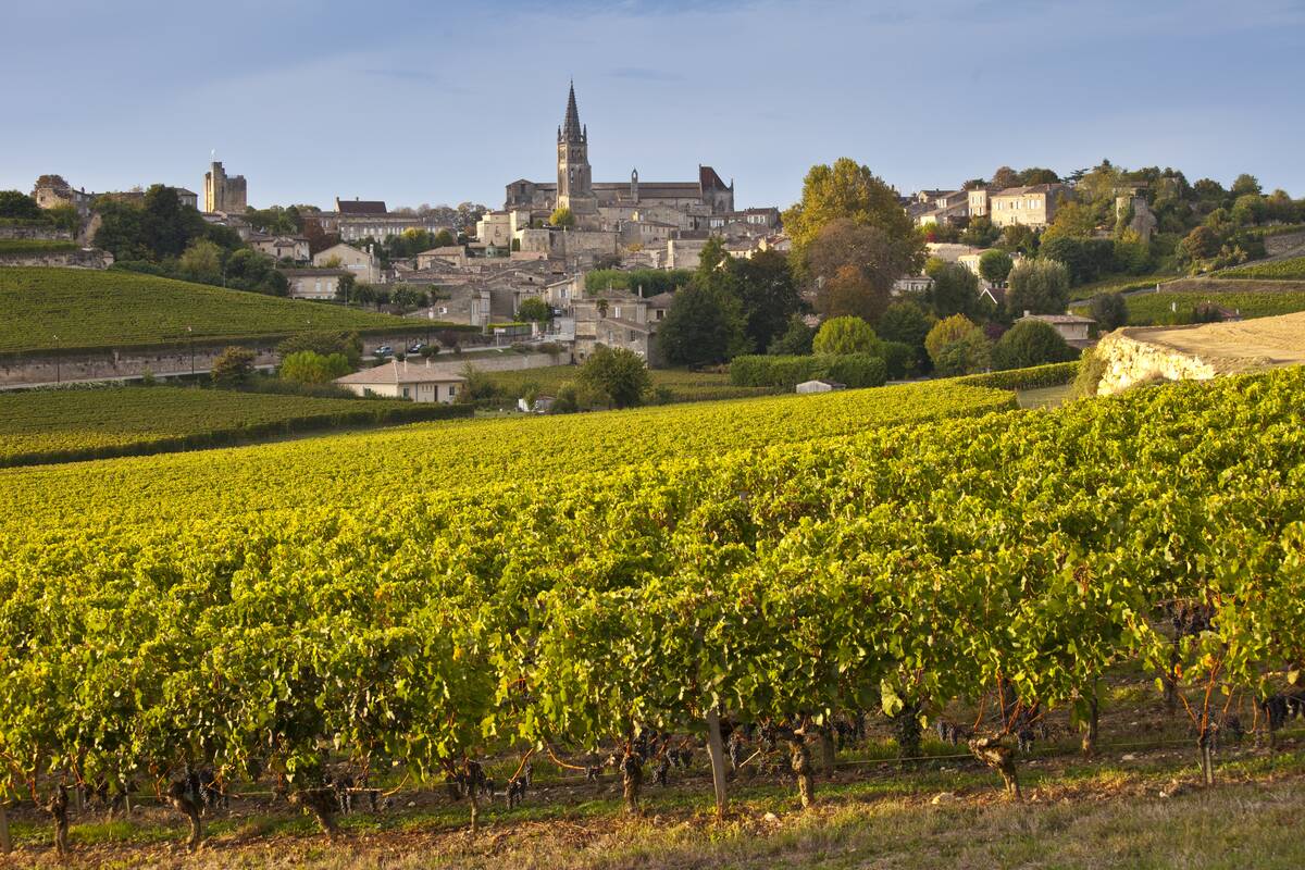 Vineyards in St Emilion, Bordeaux, France