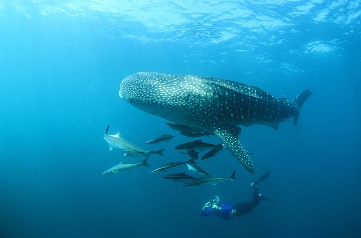 Whale shark
