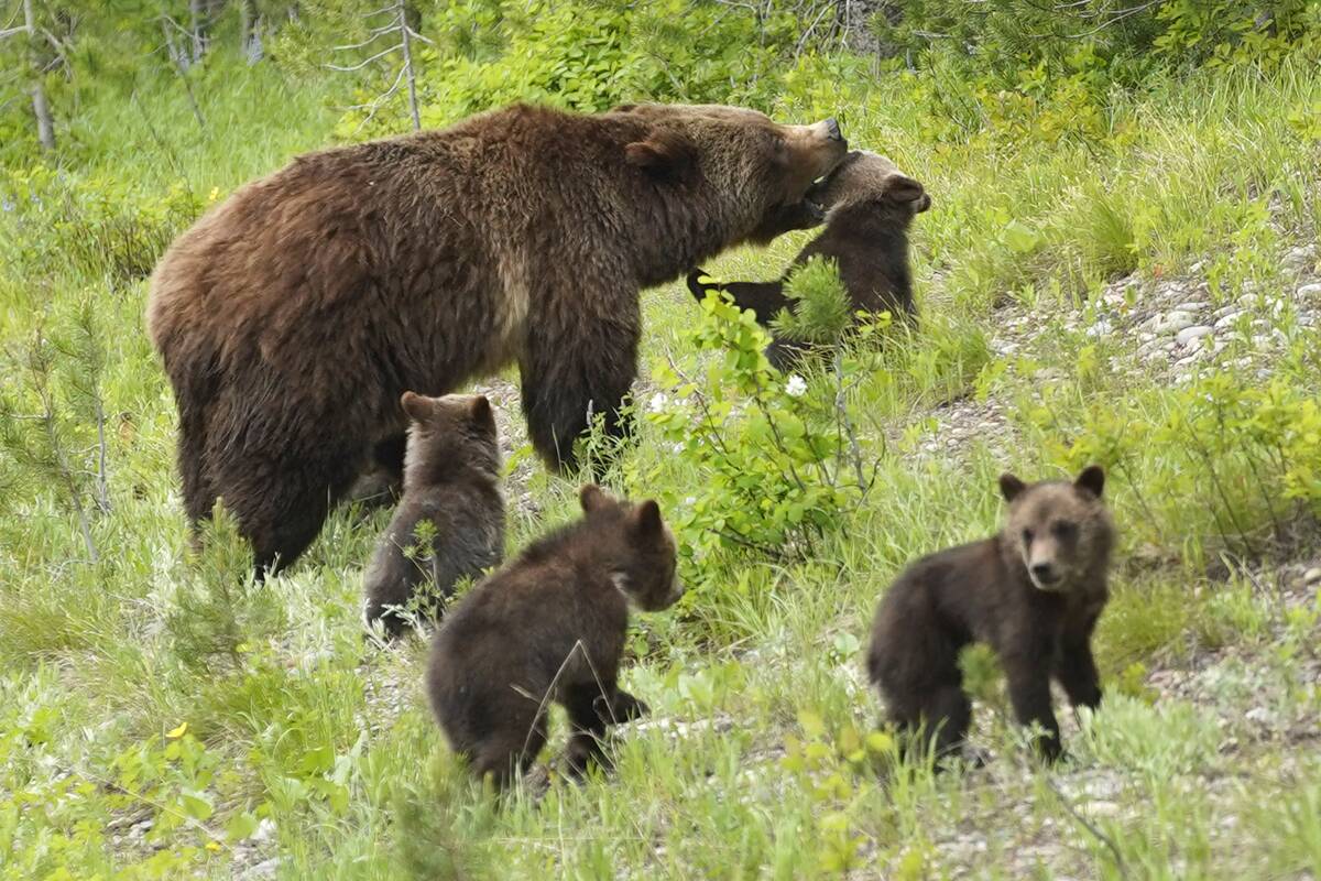 Wyoming's Famed National Parks Continue Phased Reopening